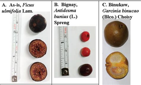 PHILIPPINES: UPLB researchers find indigenous fruits rich in .
